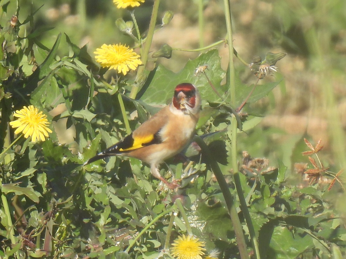 European Goldfinch - ML646589795