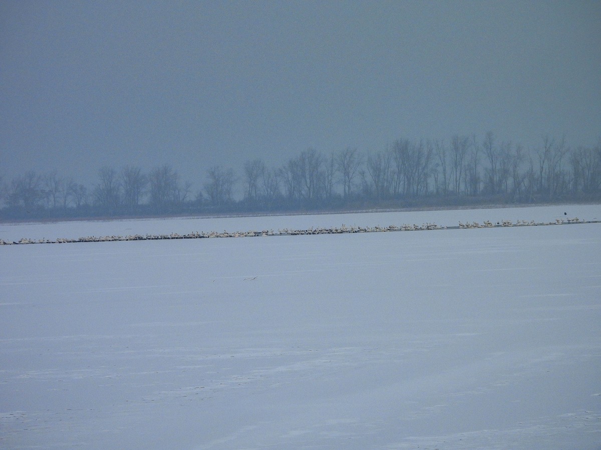 Zwergschwan - ML646589796