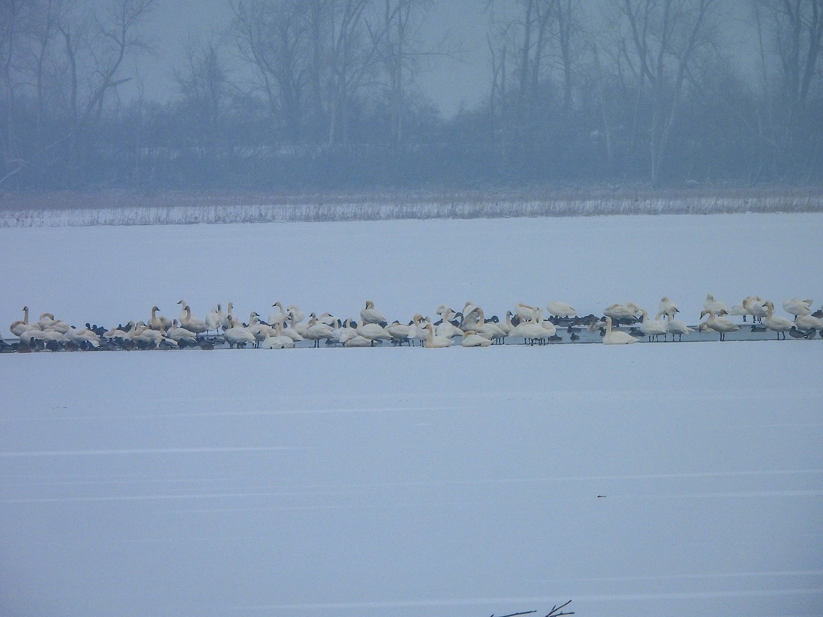 Zwergschwan - ML646589797