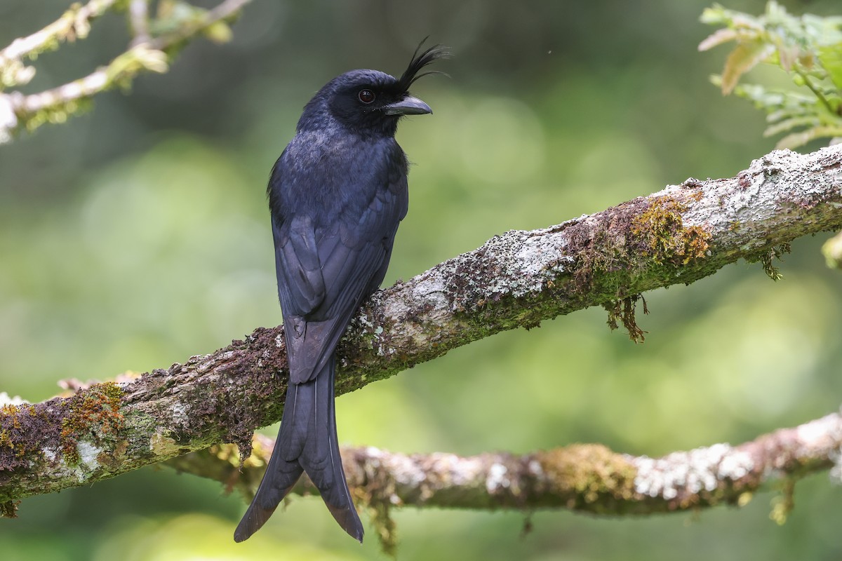 Crested Drongo (Madagascar) - ML646589798