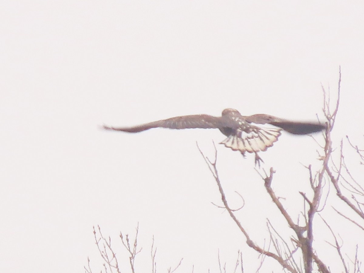 Bald Eagle - ML646589799