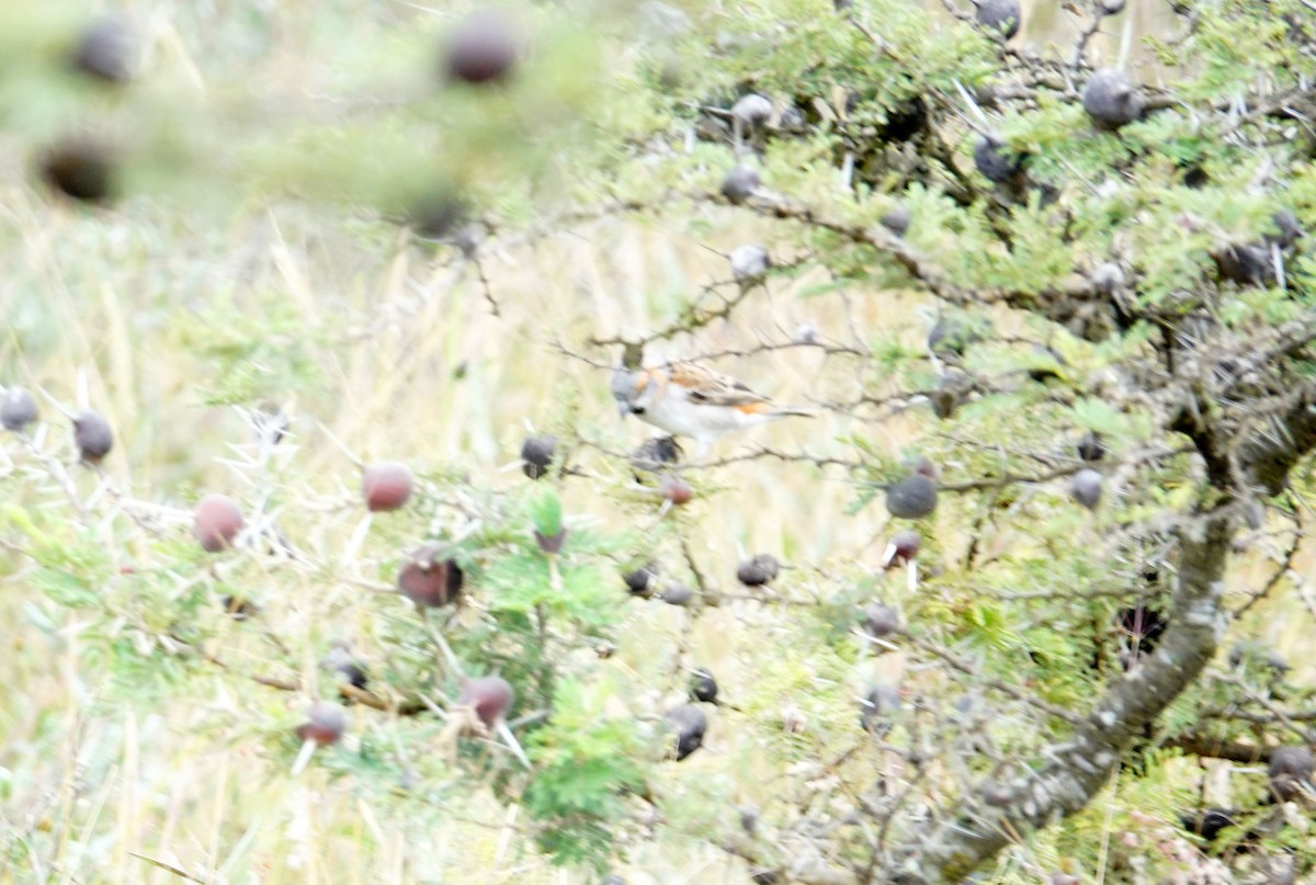 Kenya Rufous Sparrow - ML646589811