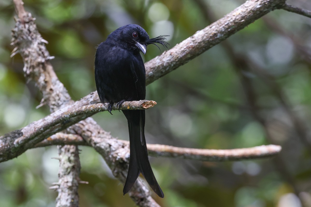 Crested Drongo (Madagascar) - ML646589815