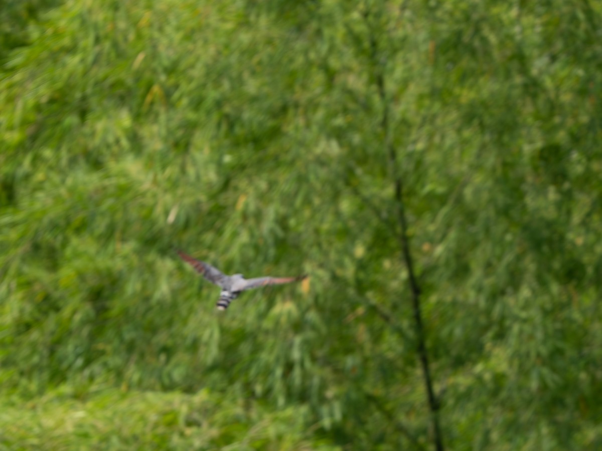 káně krahujová - ML646589816