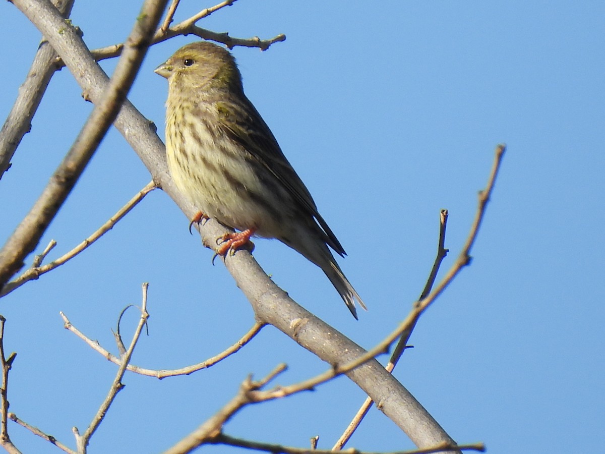European Serin - ML646589829
