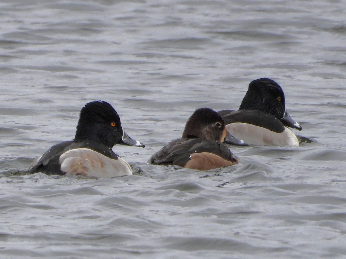צולל צווארון - ML646589830