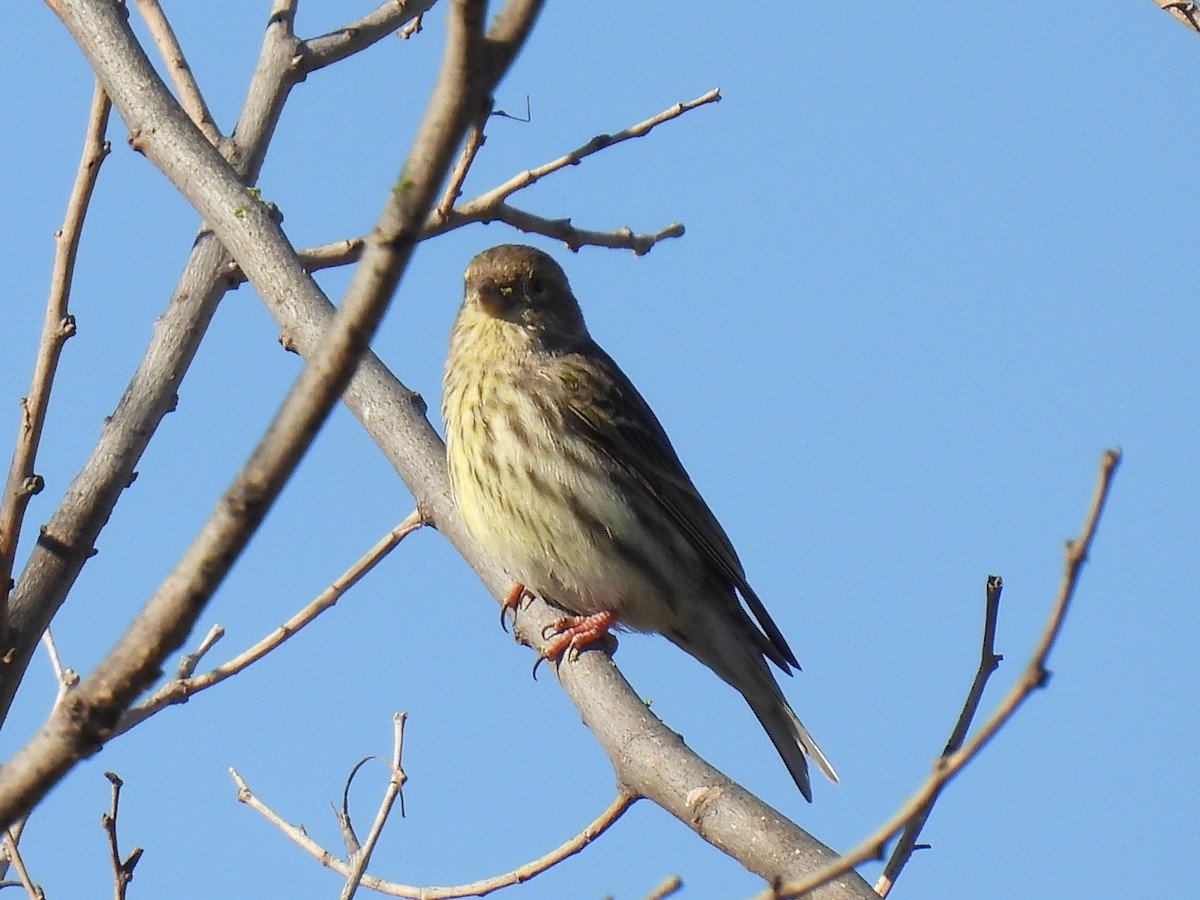 European Serin - ML646589838