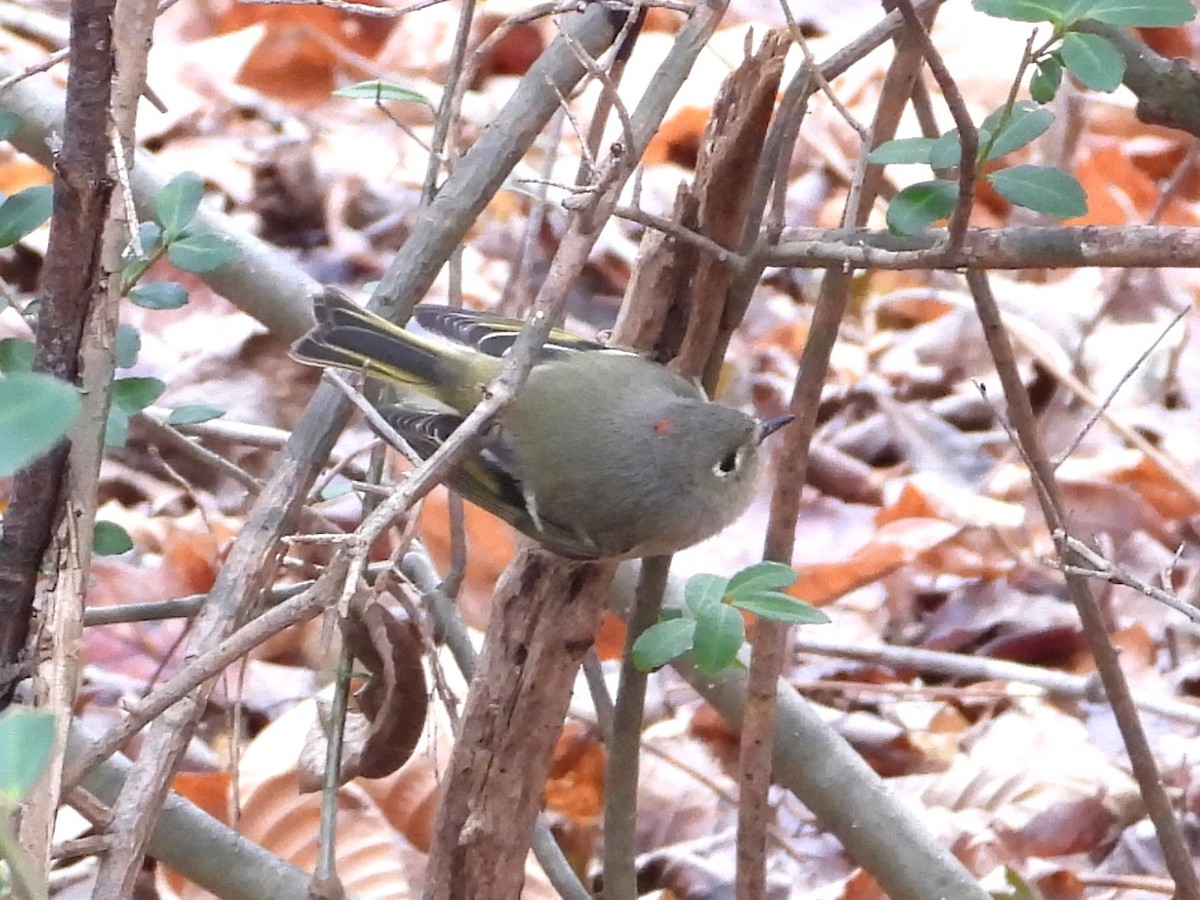 מלכילון אמריקני - ML646589839
