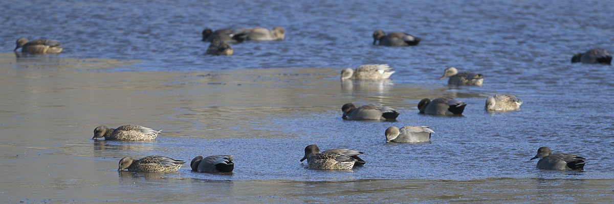 Серая утка - ML646589842