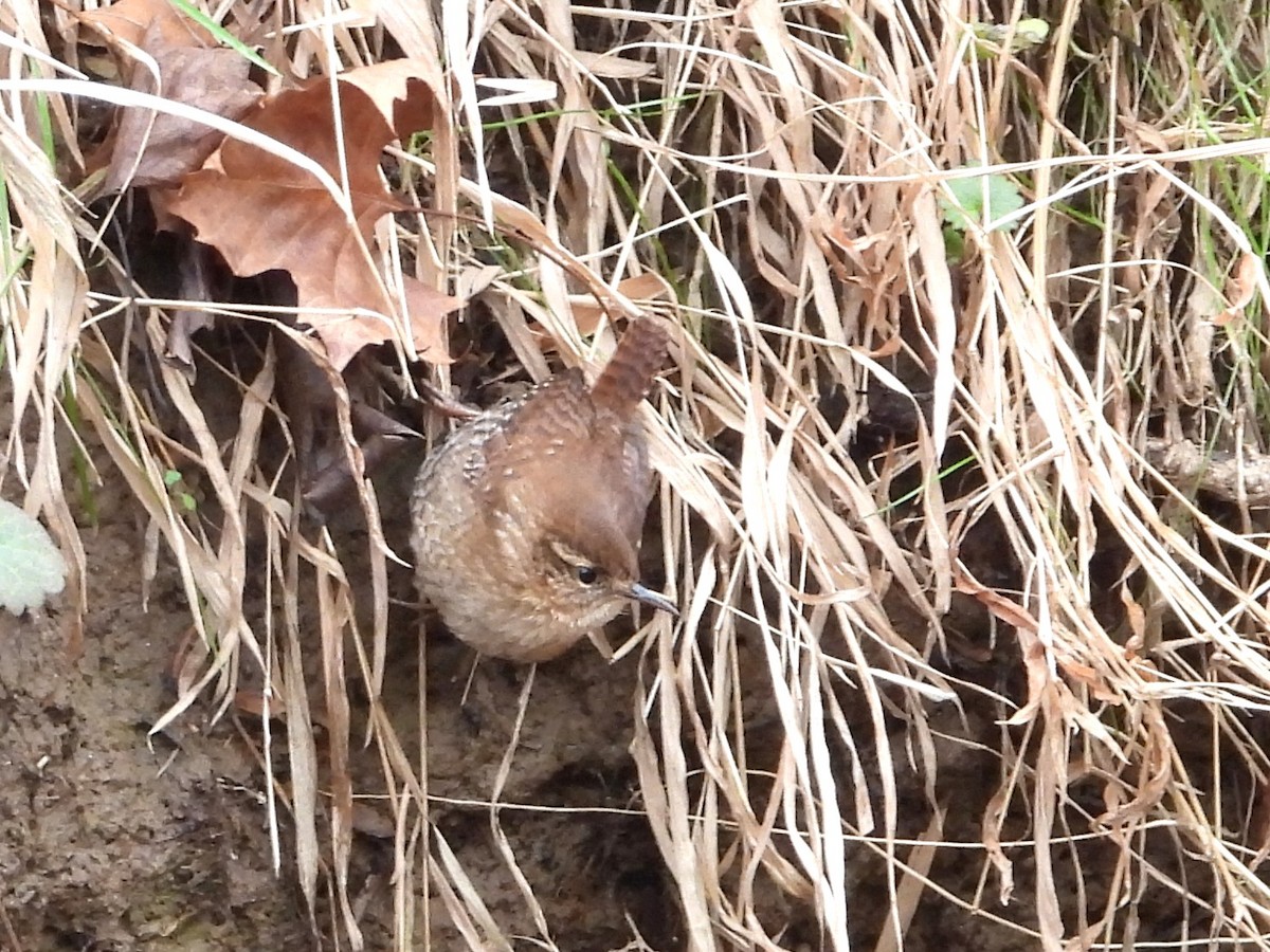 Winter Wren - ML646589845