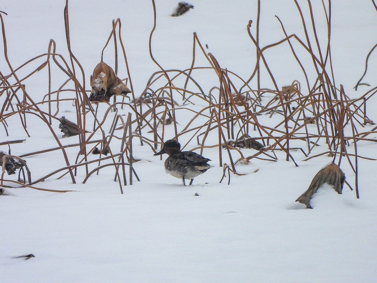 Krickente - ML646589846