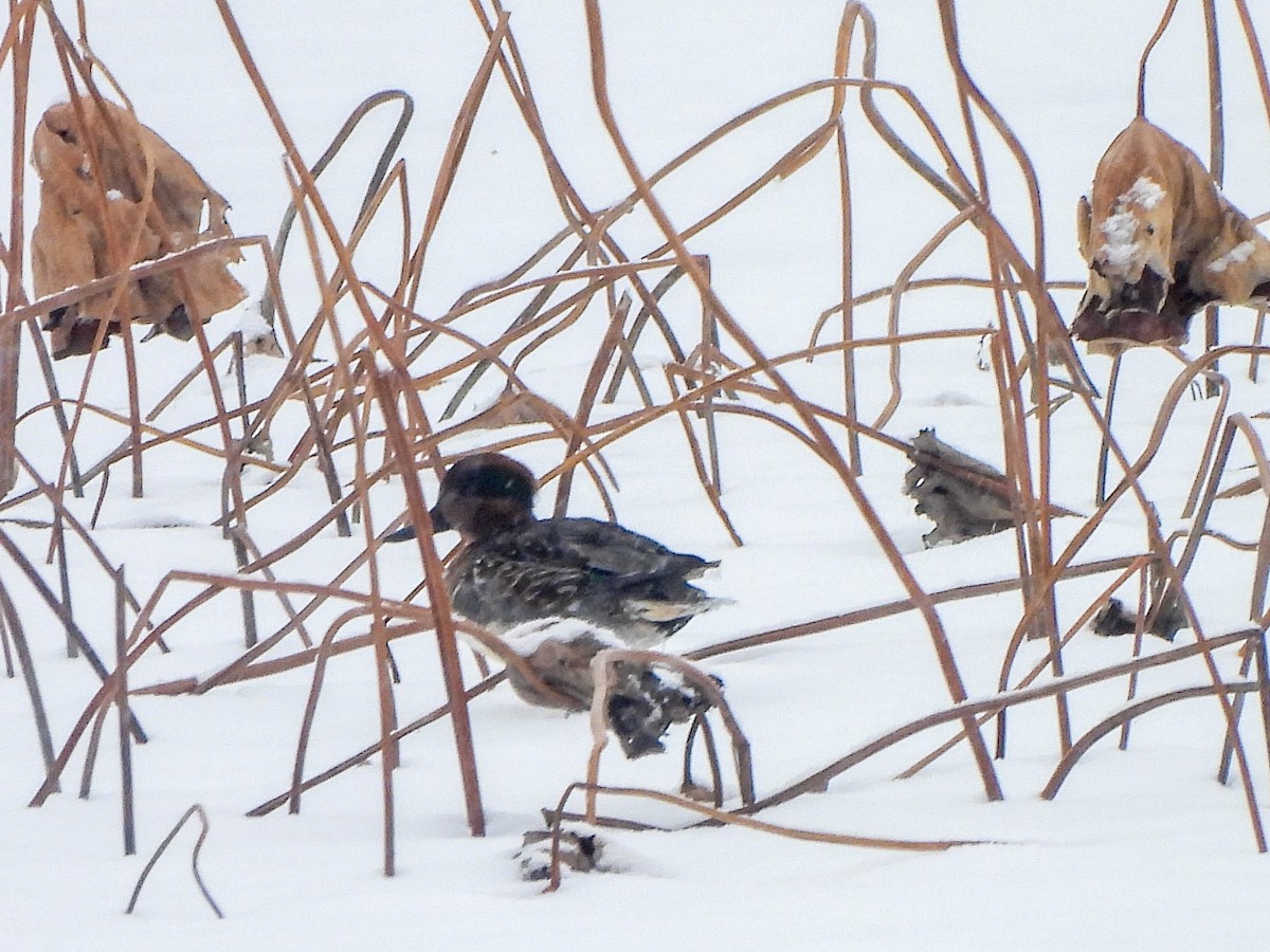 Krickente - ML646589847