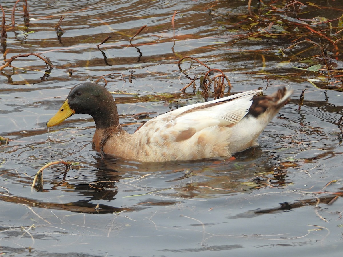ברכיה (מבויתת) - ML646589849