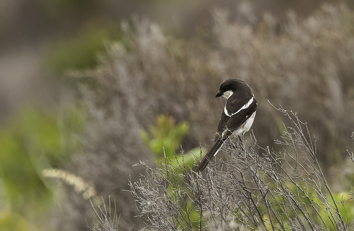 Fiskalwürger - ML646589850