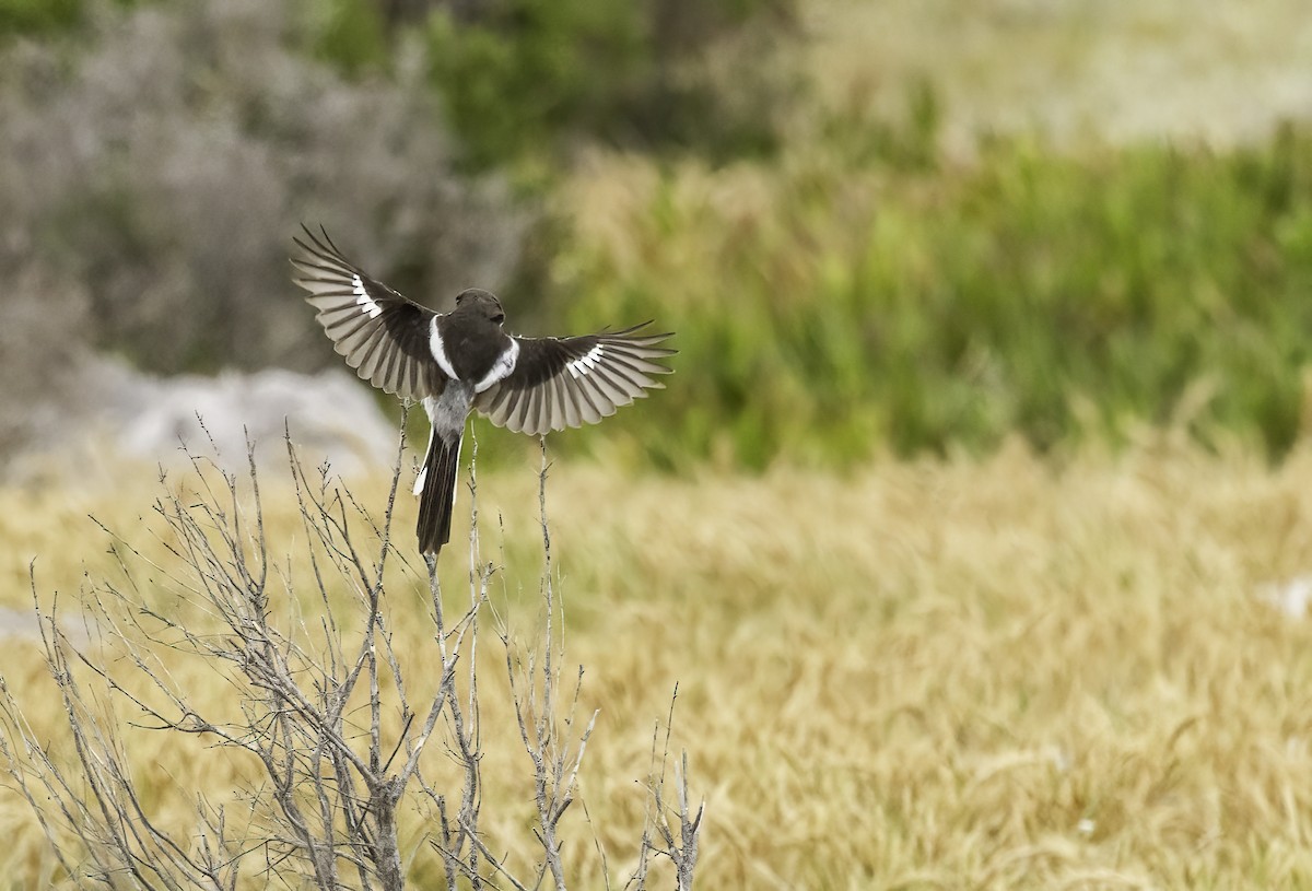 Fiskalwürger - ML646589851