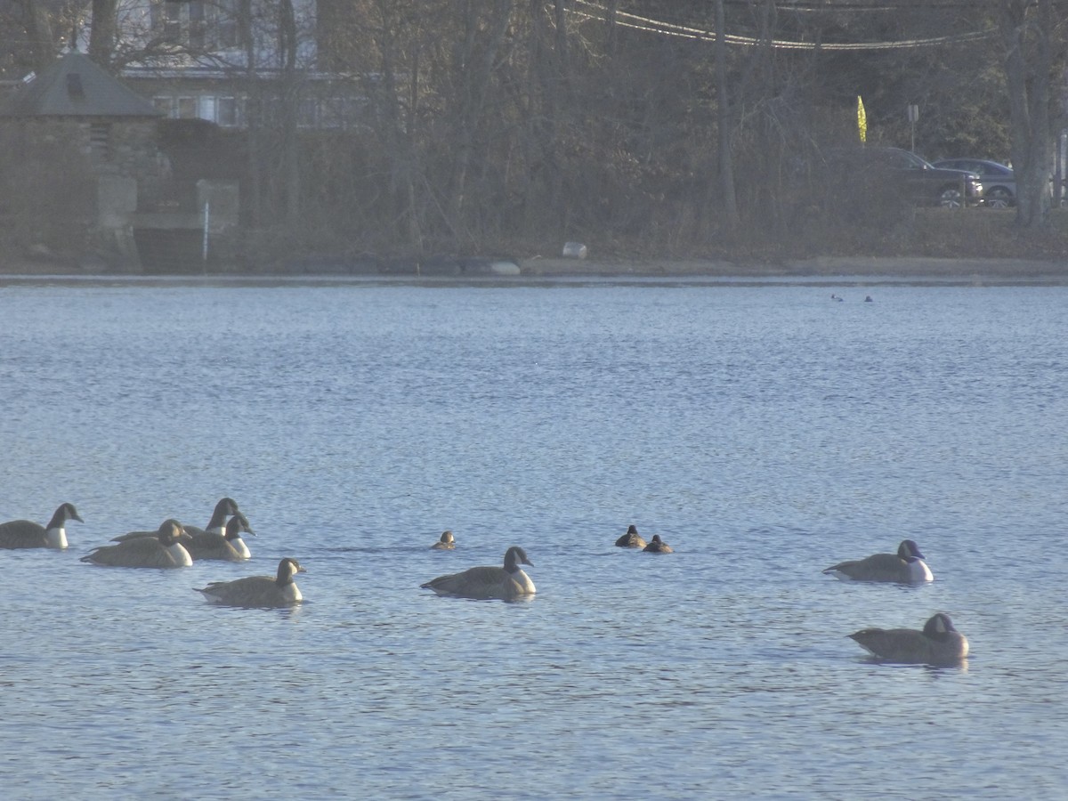 Greater Scaup - ML646589855