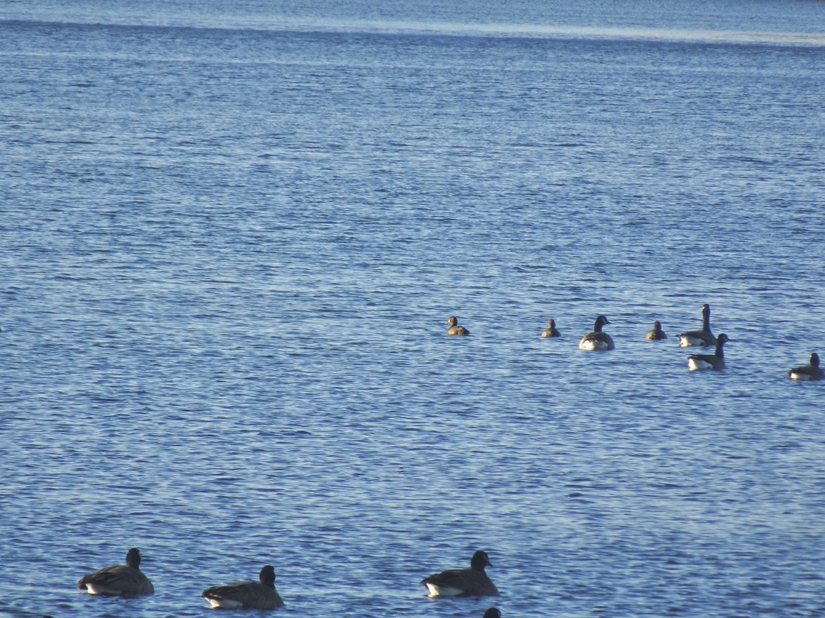 Greater Scaup - ML646589856