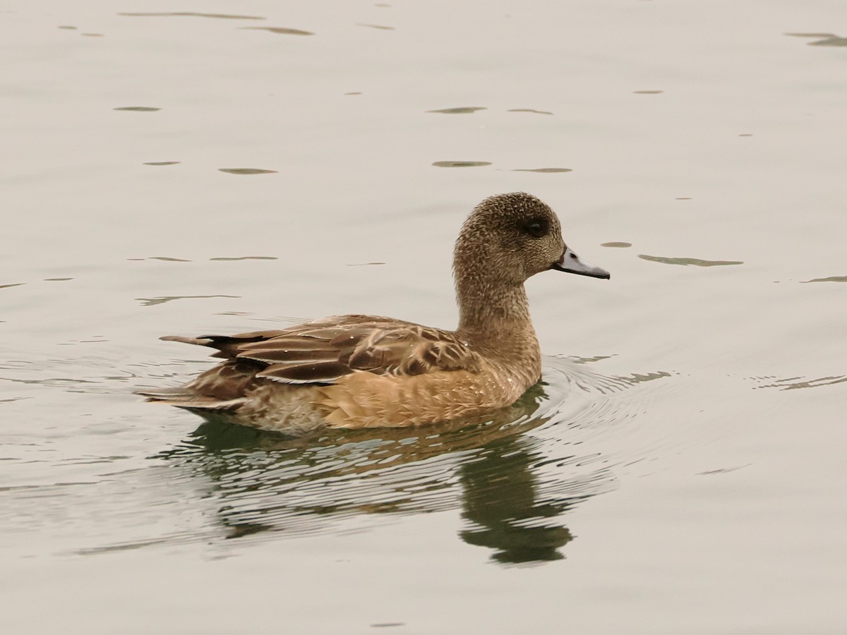 Gadwall - ML646589857