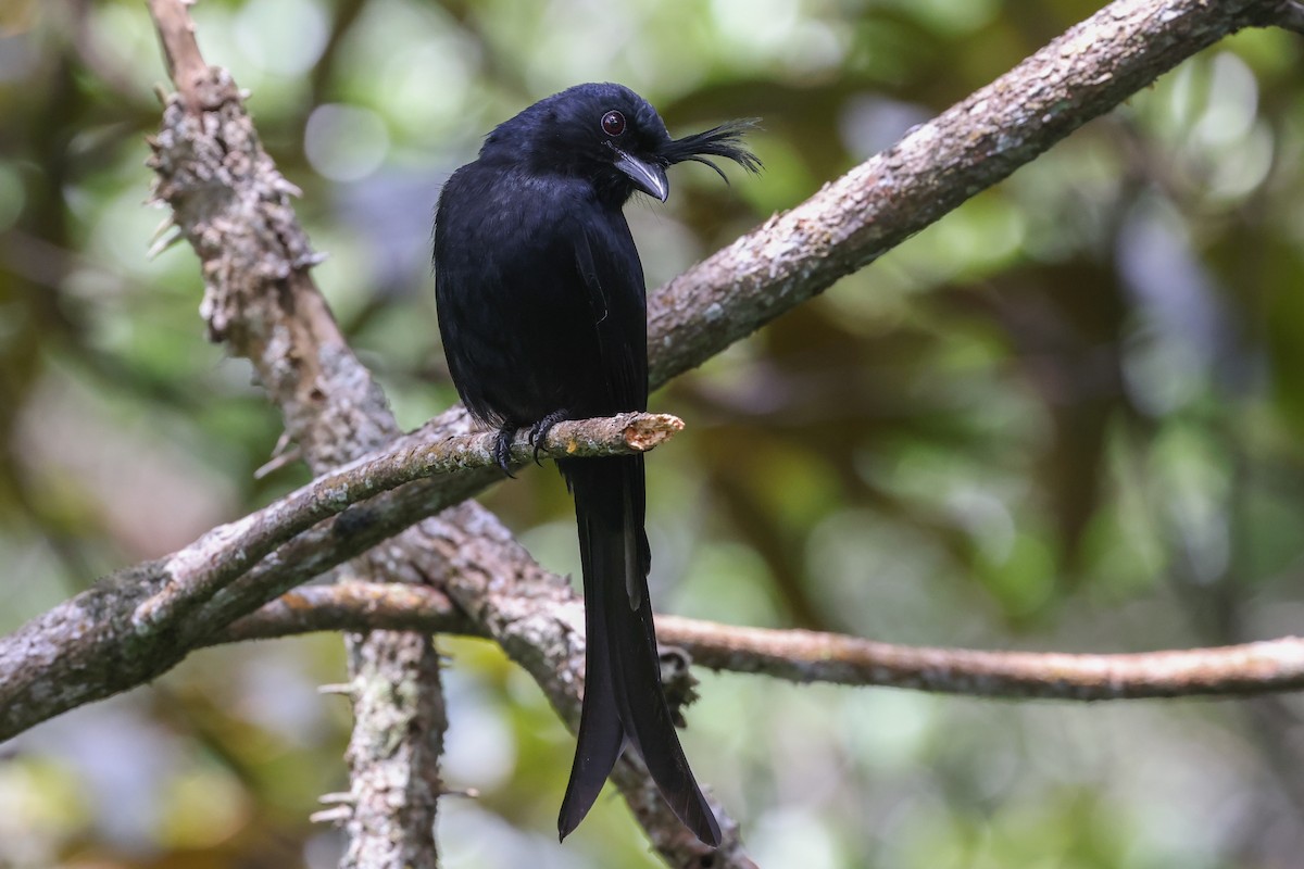Crested Drongo (Madagascar) - ML646589858