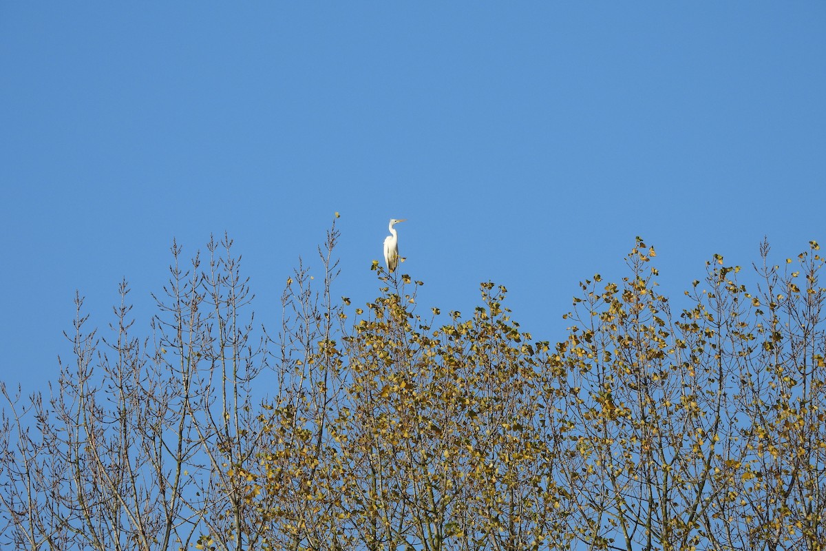 Great Egret - ML646589860