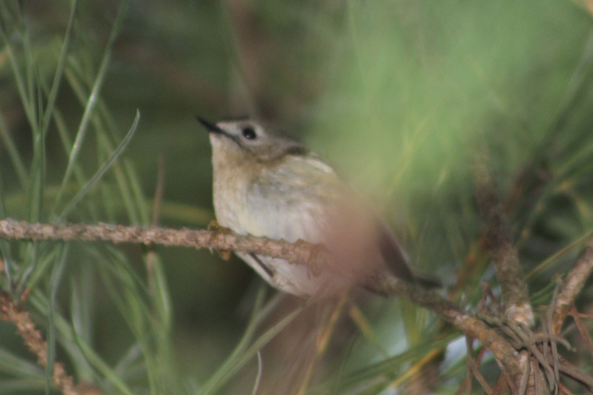 Goldcrest - ML646589863