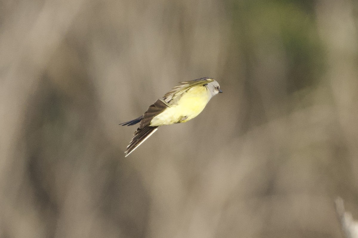 Western Kingbird - ML646589875