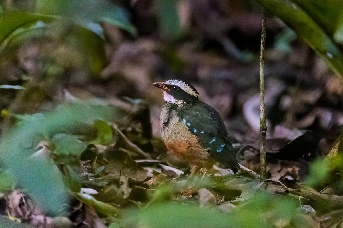 Green-breasted Pitta - ML646589878