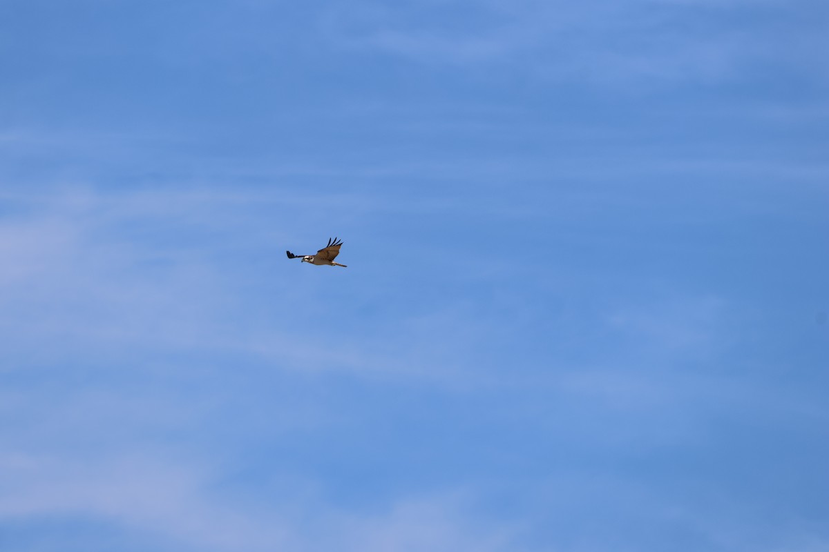 Скопа - ML646589882