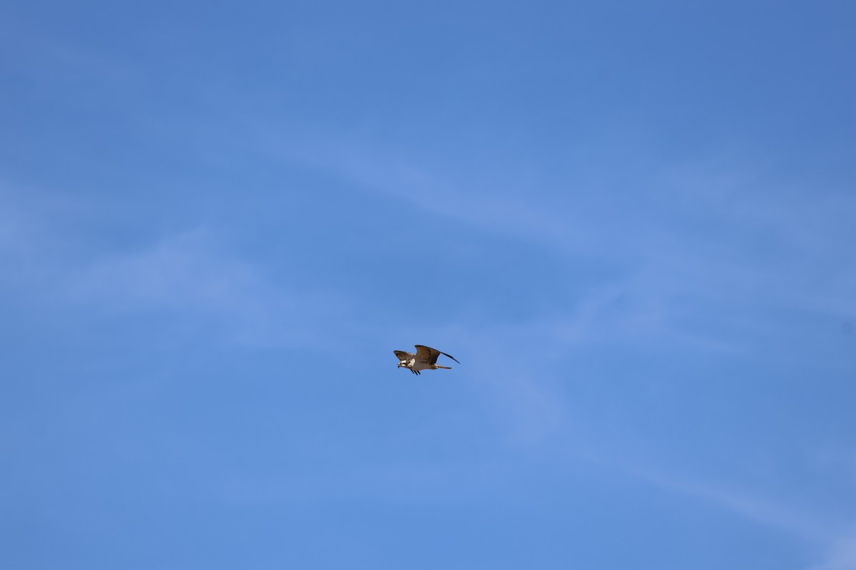 Скопа - ML646589883