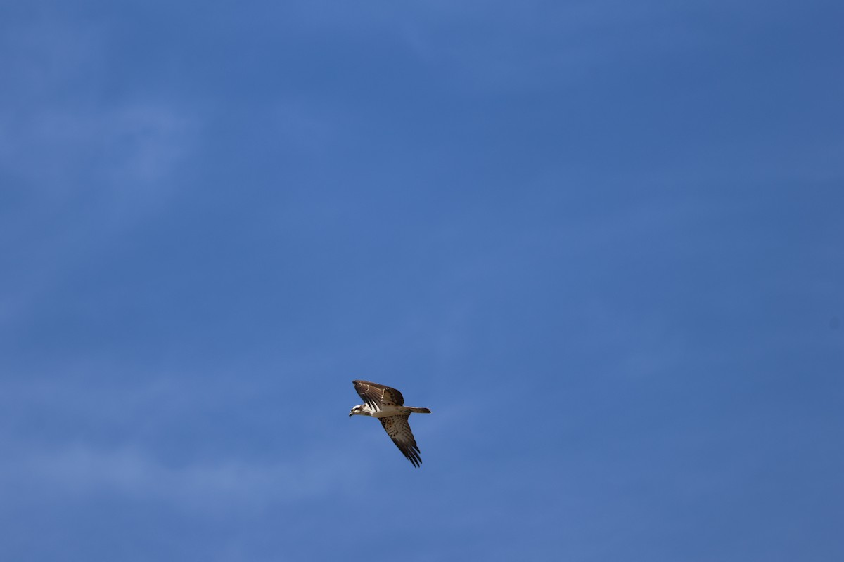 Скопа - ML646589884