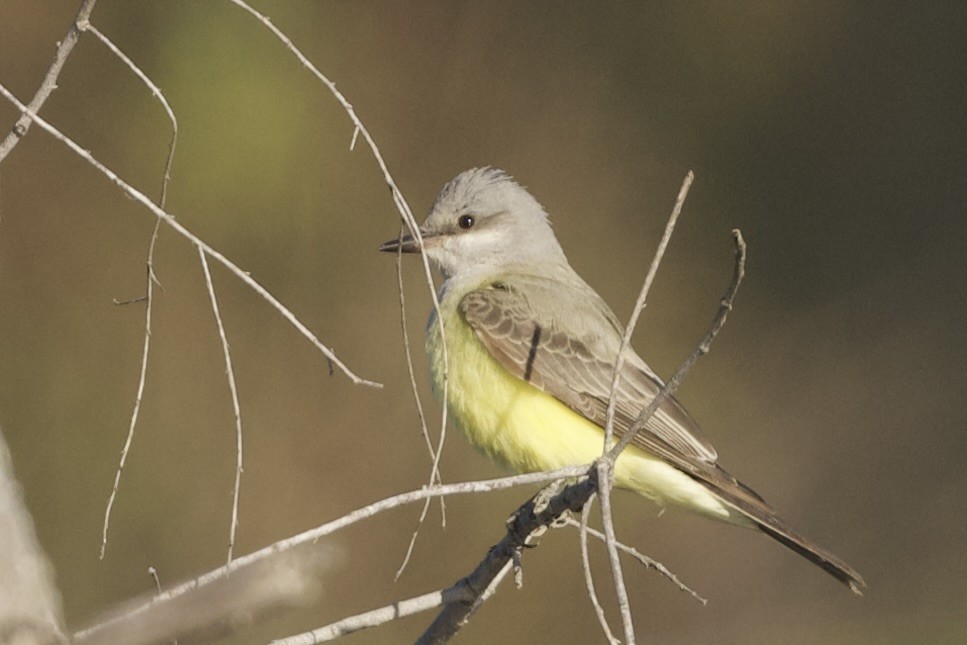 Western Kingbird - ML646589897