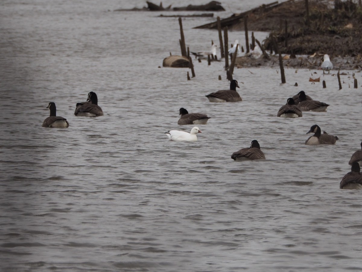 Гуска Роса - ML646589899