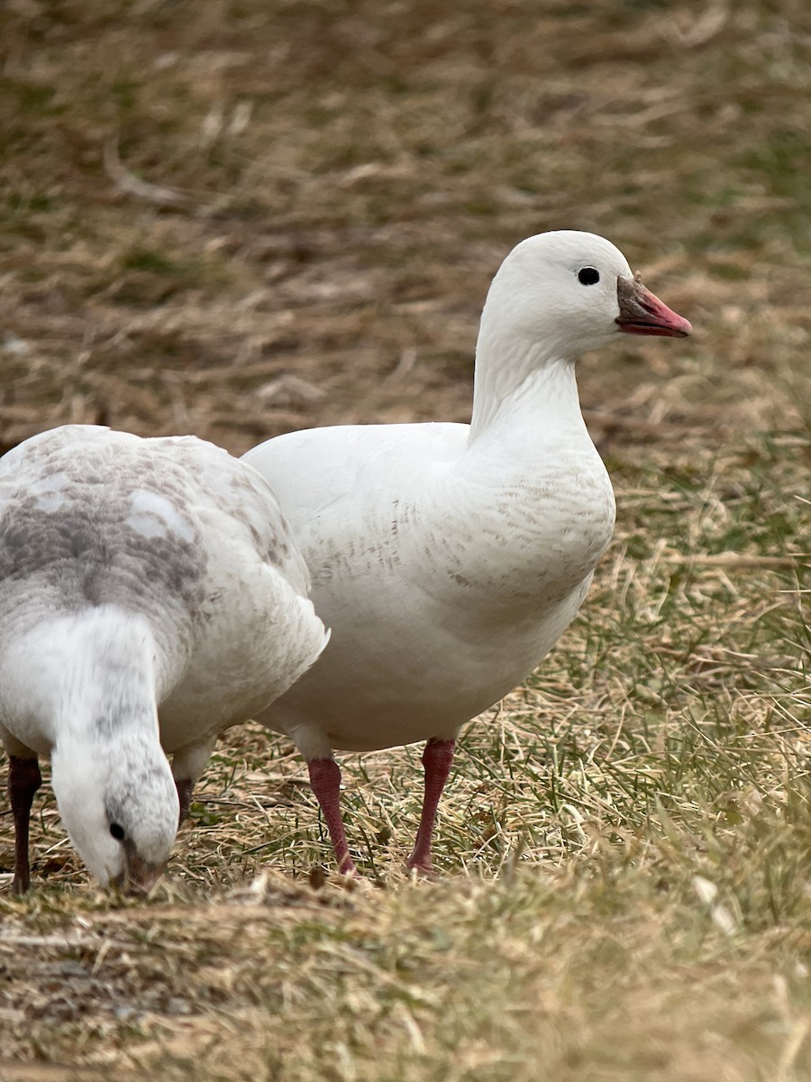 אווז קנדי - ML646589907