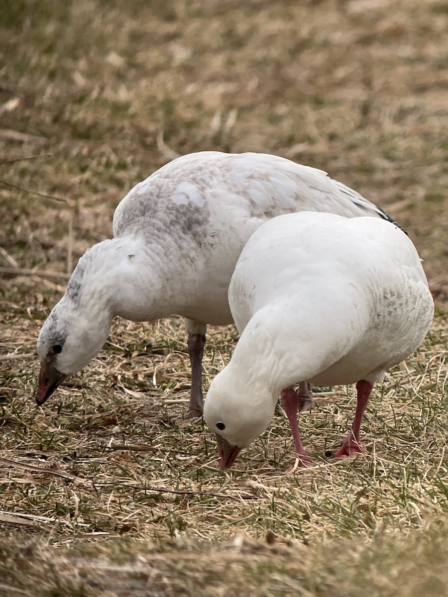 אווז קנדי - ML646589908