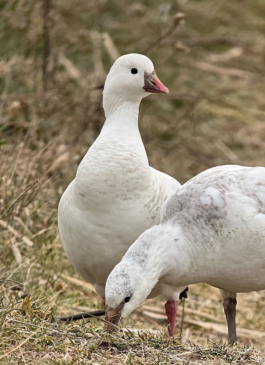 אווז קנדי - ML646589909