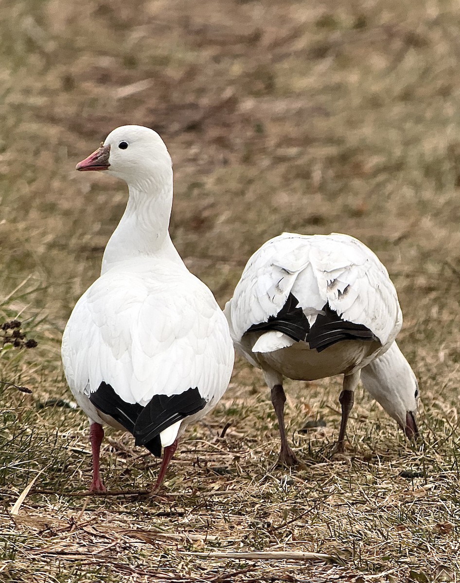 אווז קנדי - ML646589911