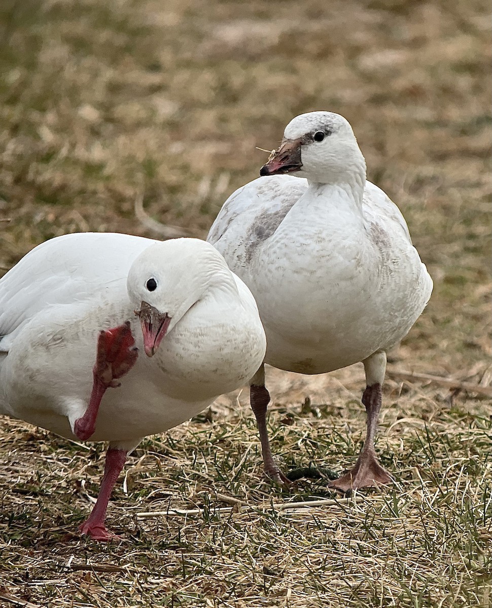 אווז קנדי - ML646589912
