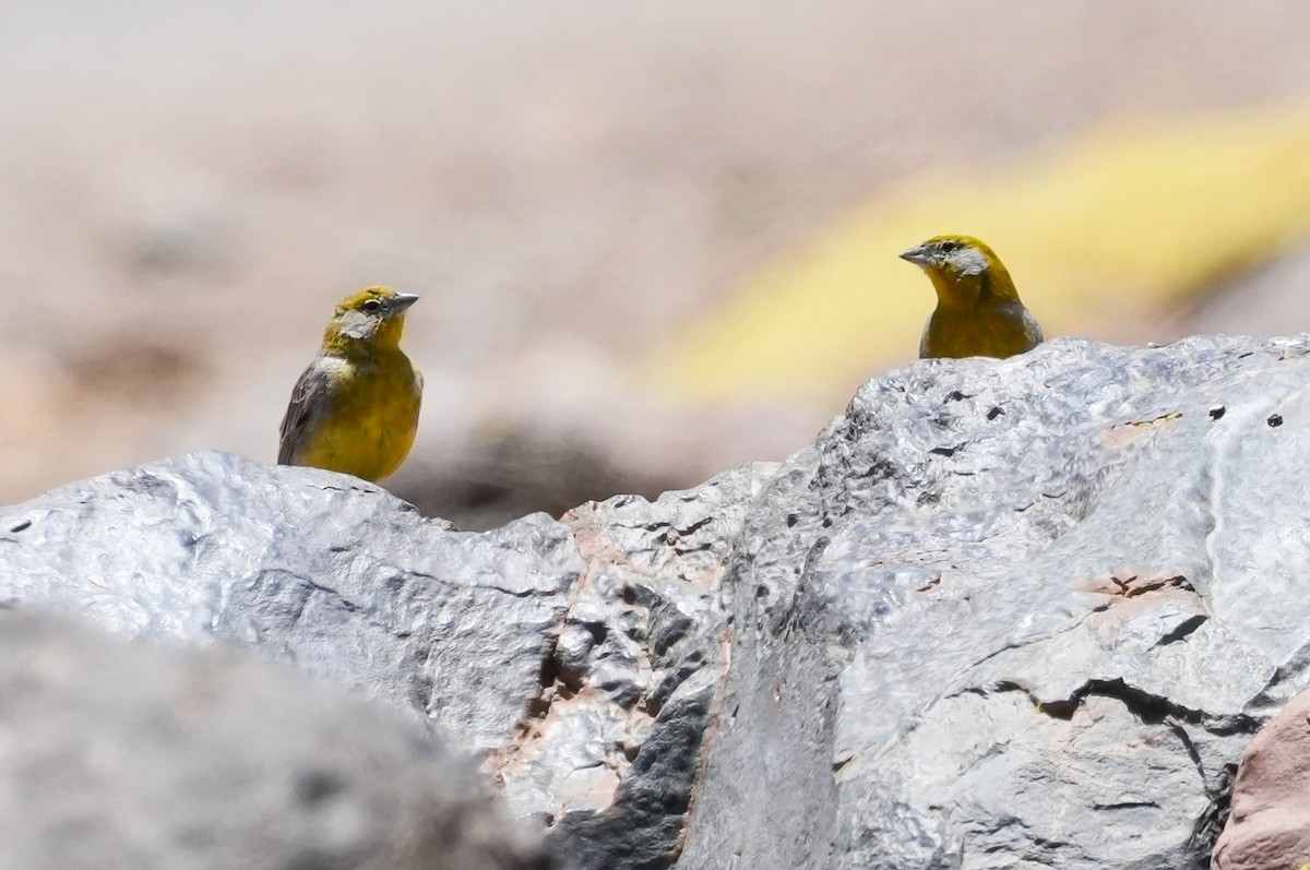 キゴシキンノジコ - ML646589913