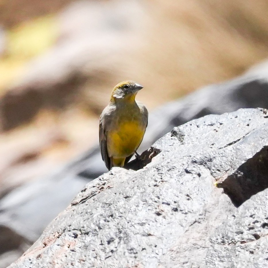 キゴシキンノジコ - ML646589914