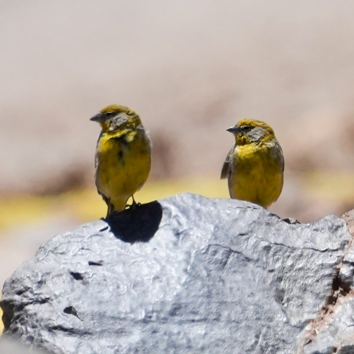 キゴシキンノジコ - ML646589915