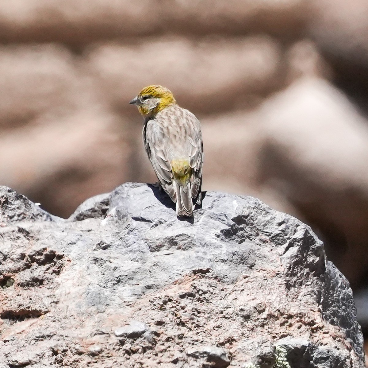 キゴシキンノジコ - ML646589916