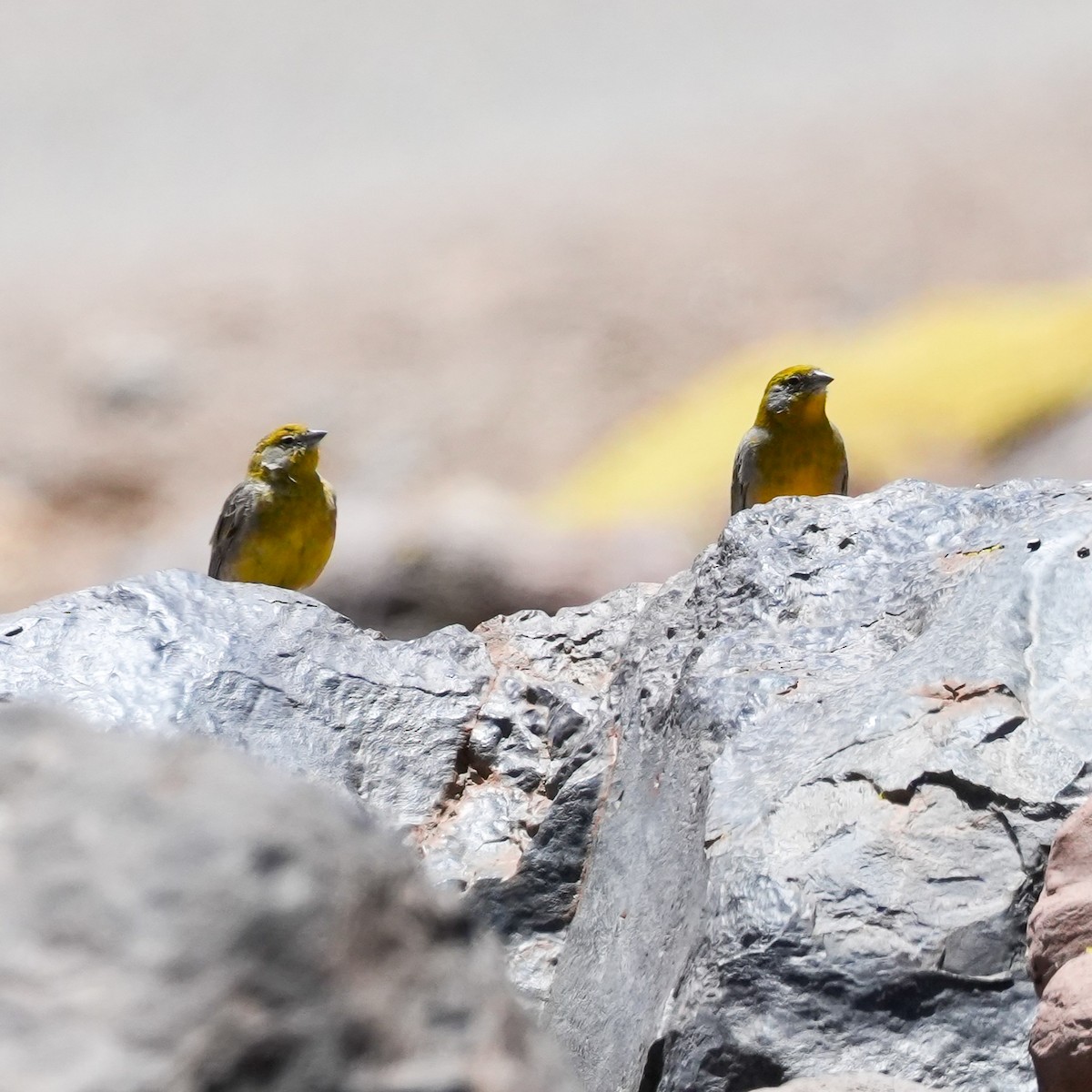 キゴシキンノジコ - ML646589917