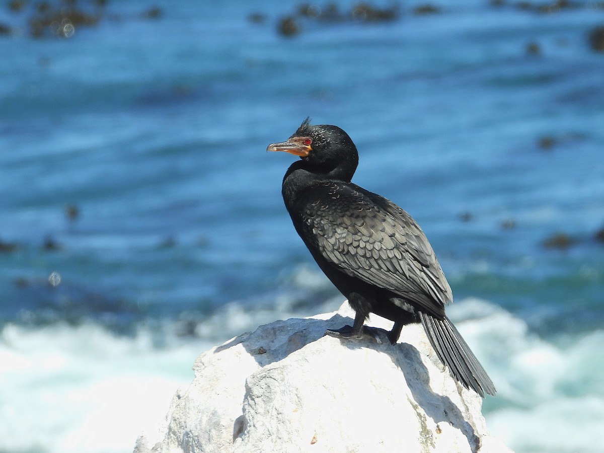 Tepeli Küçük Karabatak - ML646589919