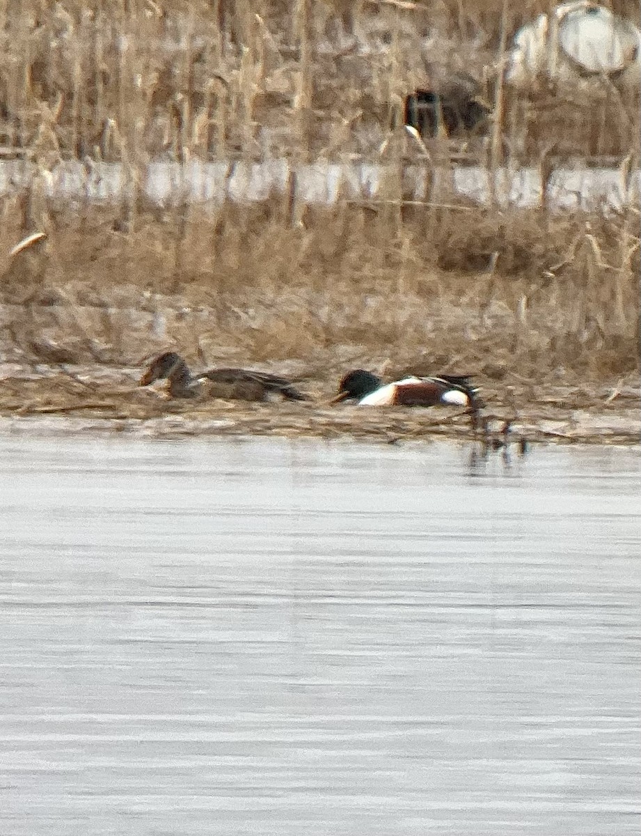 מרית צפונית - ML646589921