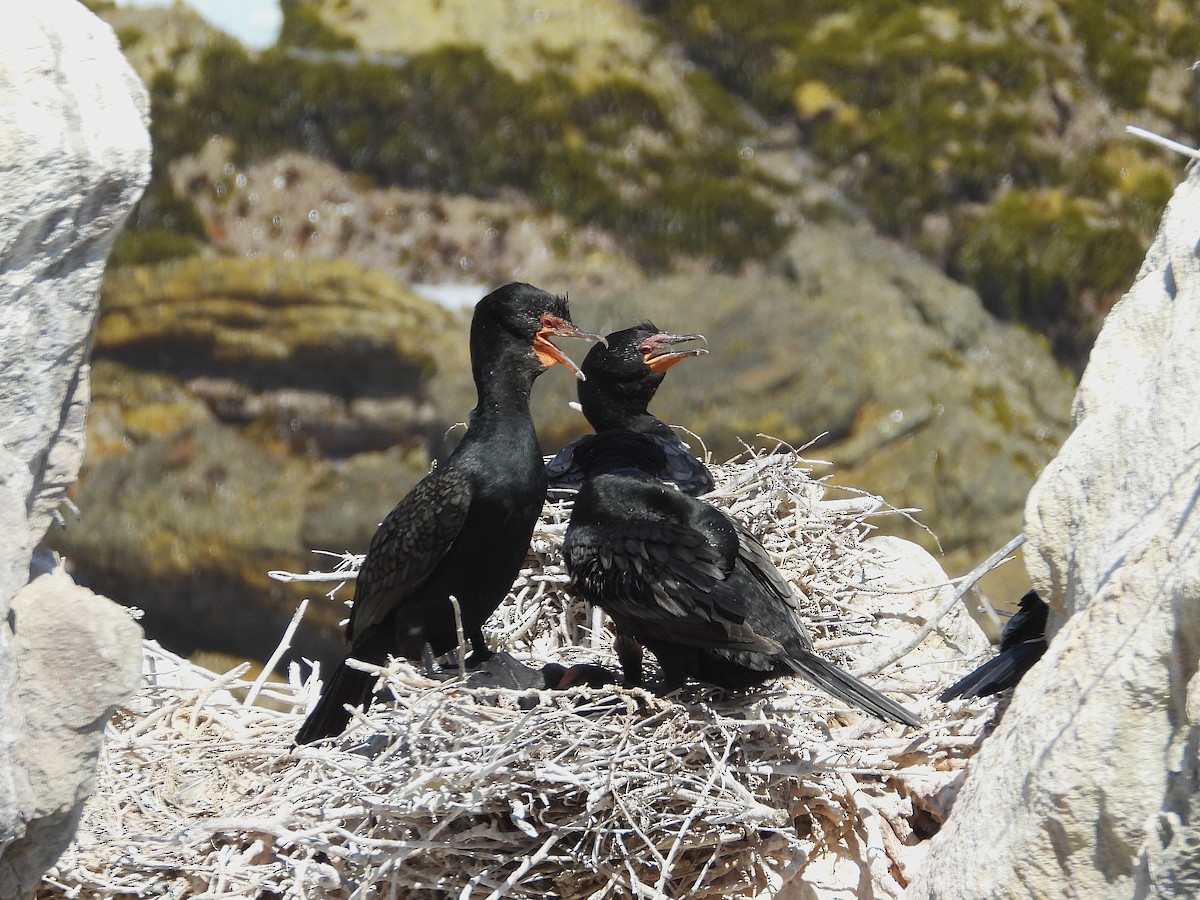 Tepeli Küçük Karabatak - ML646589924