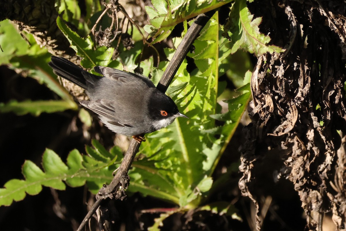 Txinbo burubeltza - ML646589926