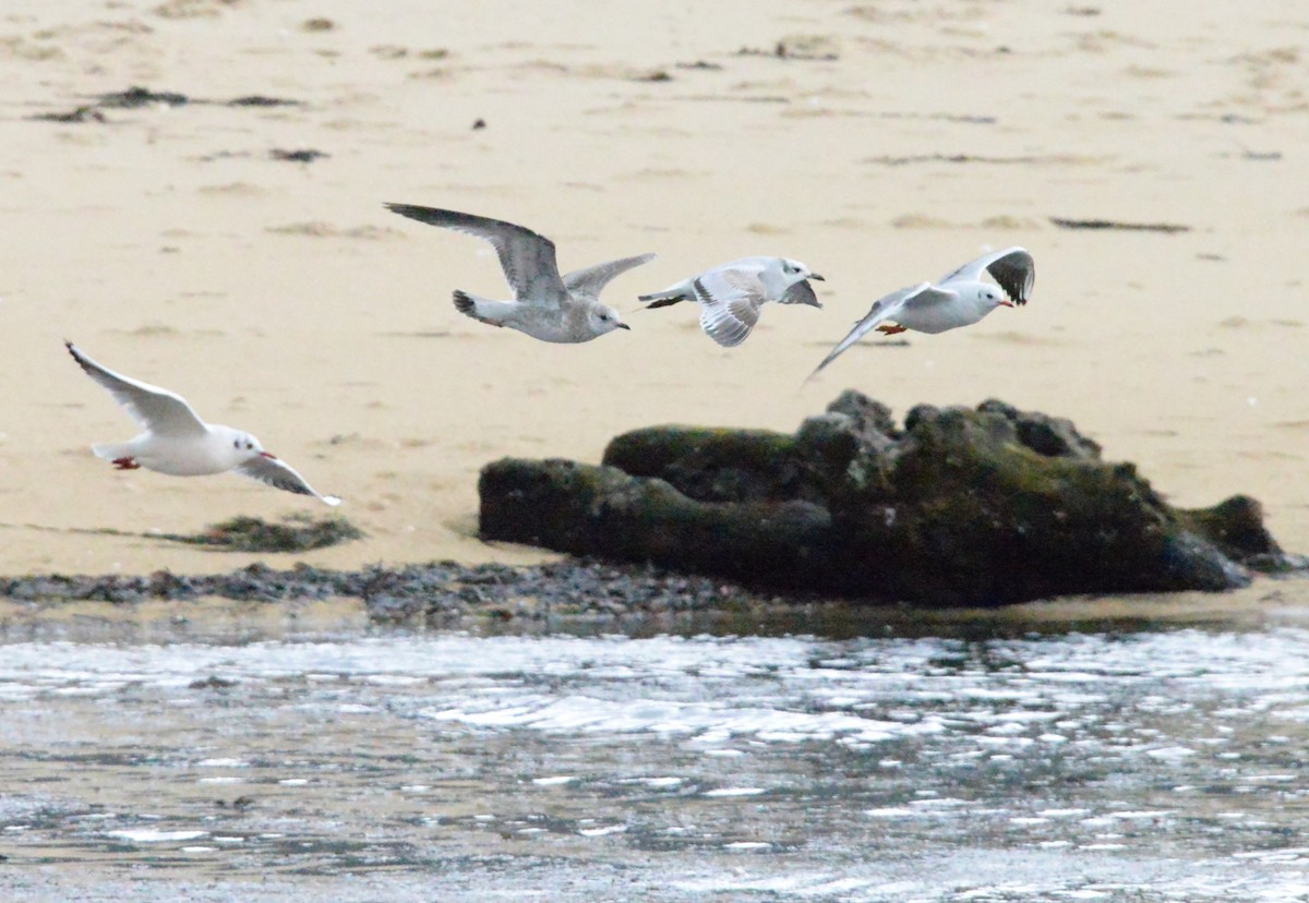 Gavina - ML646589927