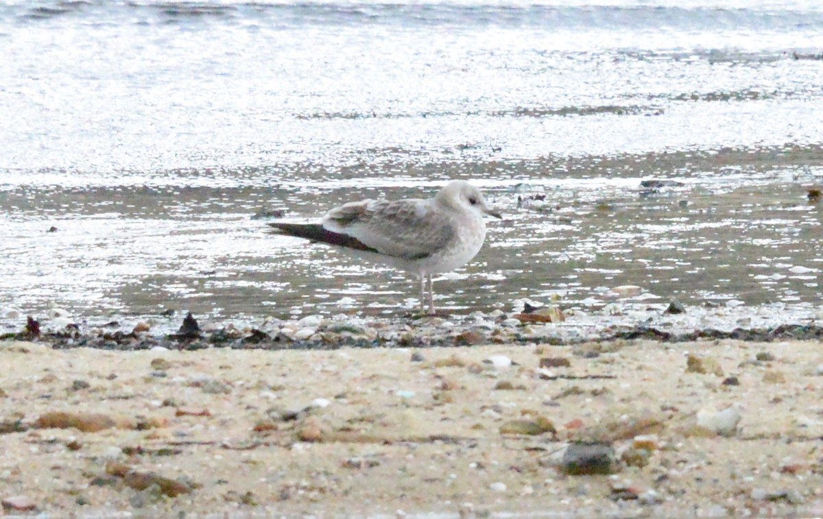 Gavina - ML646589929