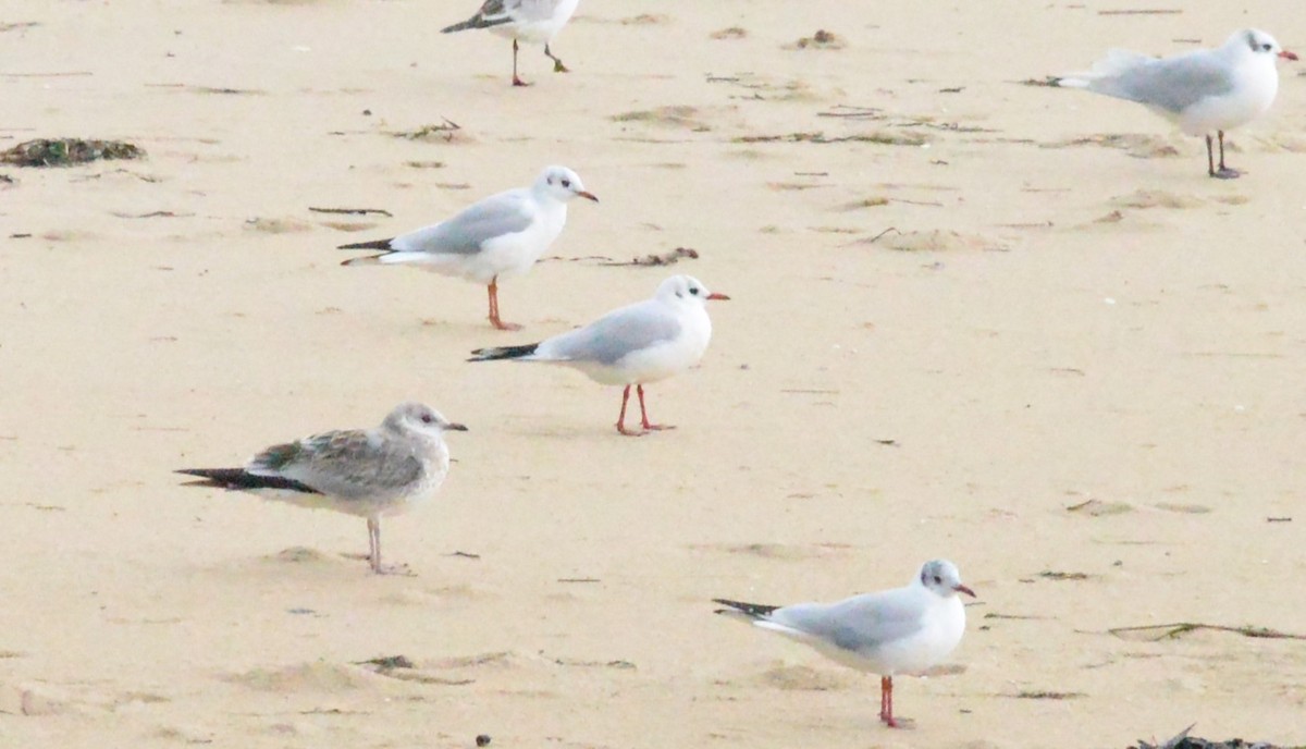 Gavina - ML646589930