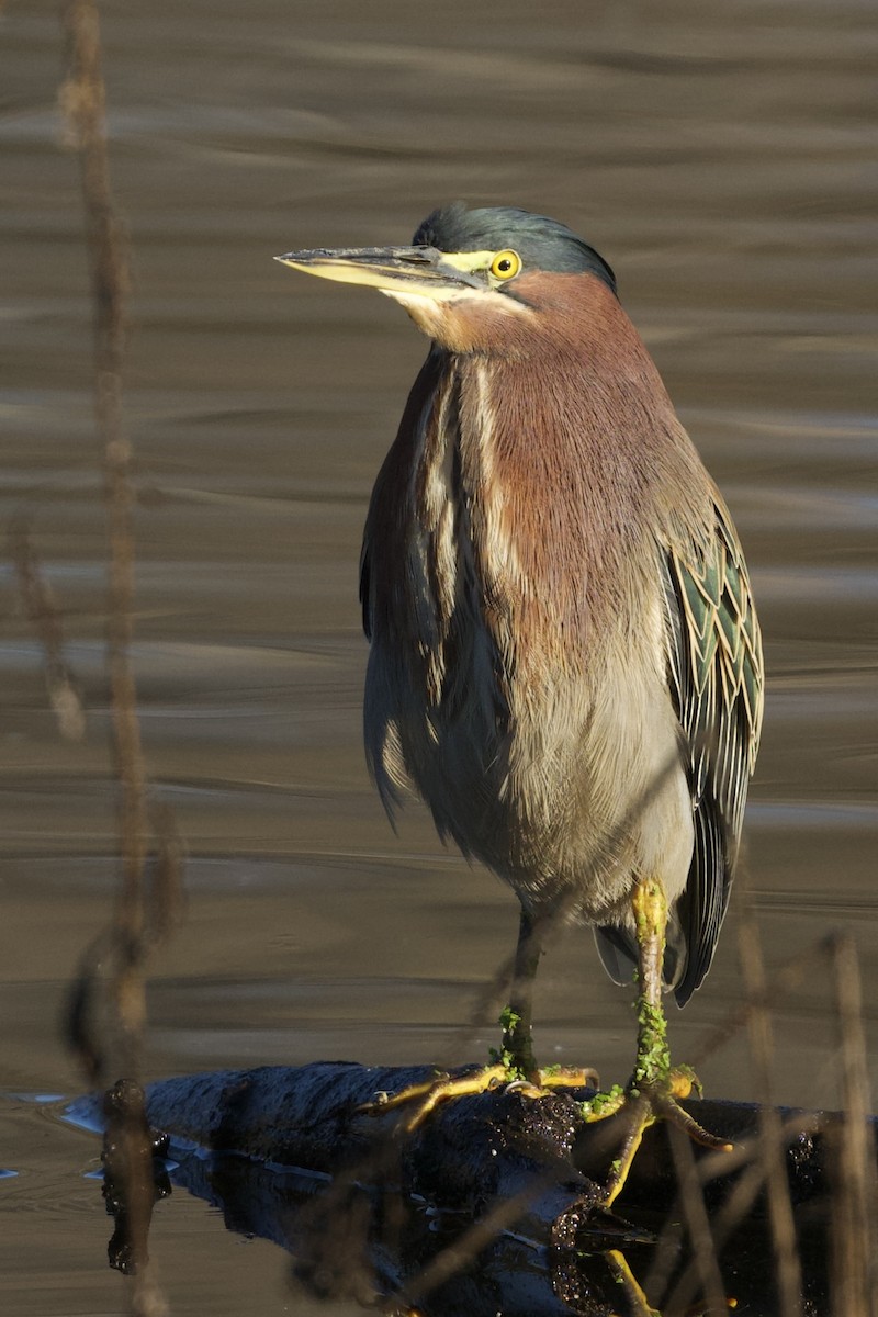 Green Heron - ML646589934